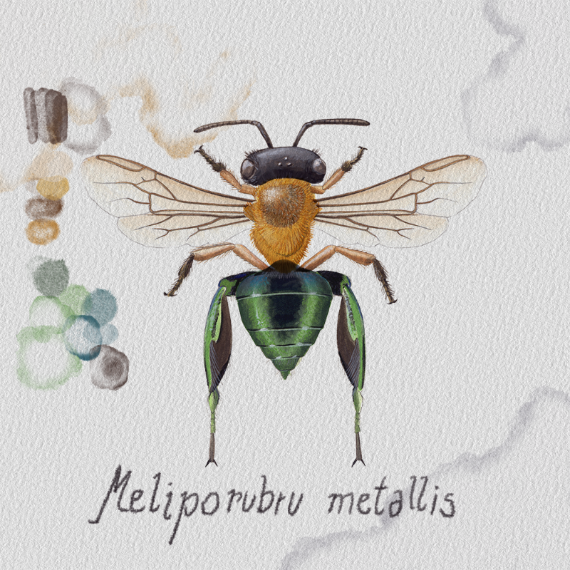 Randomic Brazilian Bees #11 static token preview