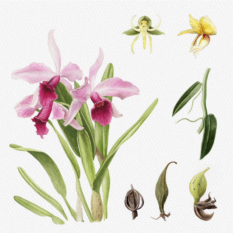 Botanical Illustration - Orchids 1 #4 static token preview