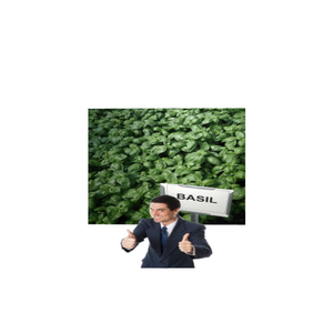 ART BASIL 2022 project preview