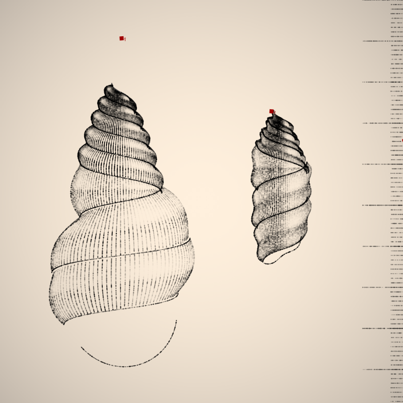 Two Specimen #20 static token preview