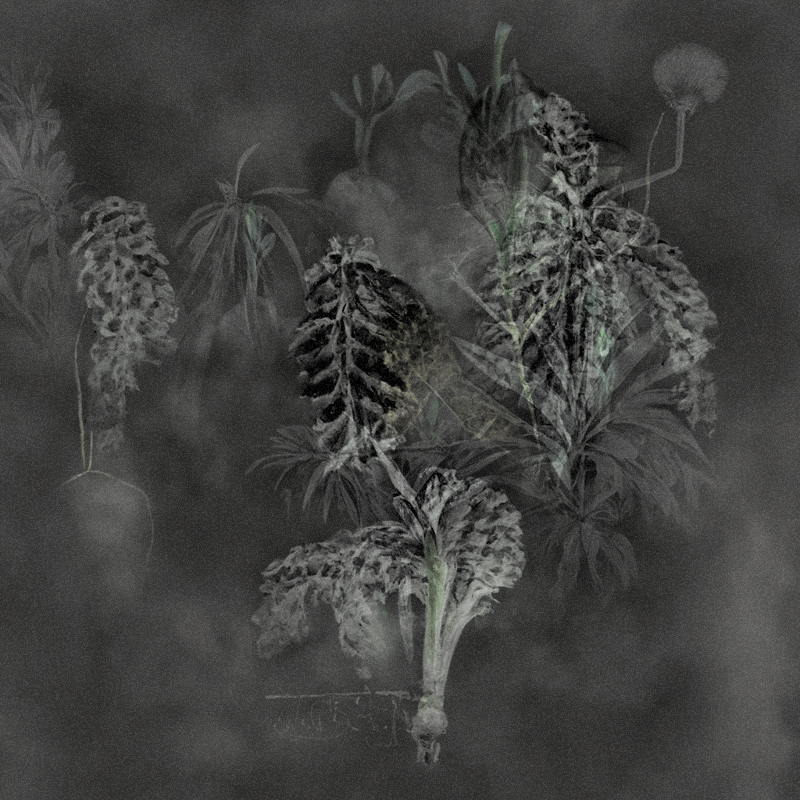Hauntological Herbarium #20 static token preview