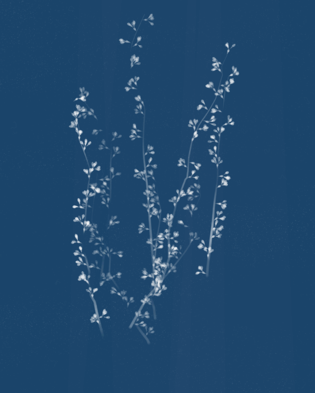 Cyanotypes #9 static token preview
