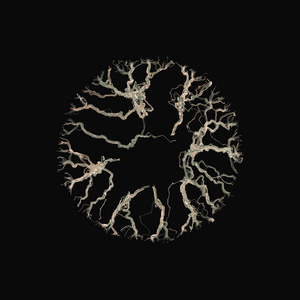 Ginseng project preview