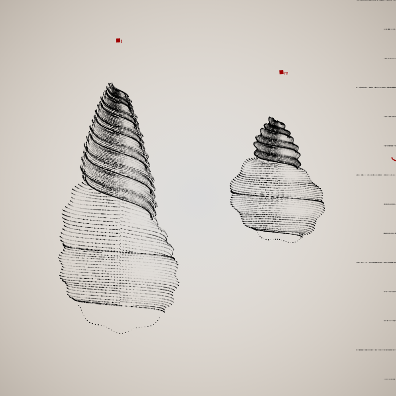 Two Specimen #345 static token preview