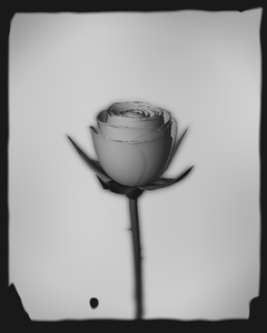 Rose 1851 project preview