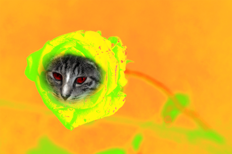 Flowering Cat #7 static token preview
