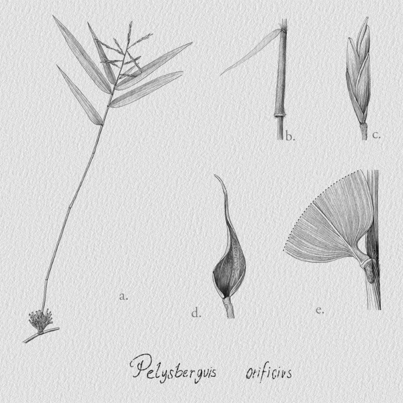 Botanical Illustration - Bambusoideae 1 #9 static token preview