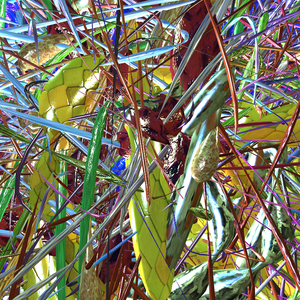 Prismatic Thickets project preview