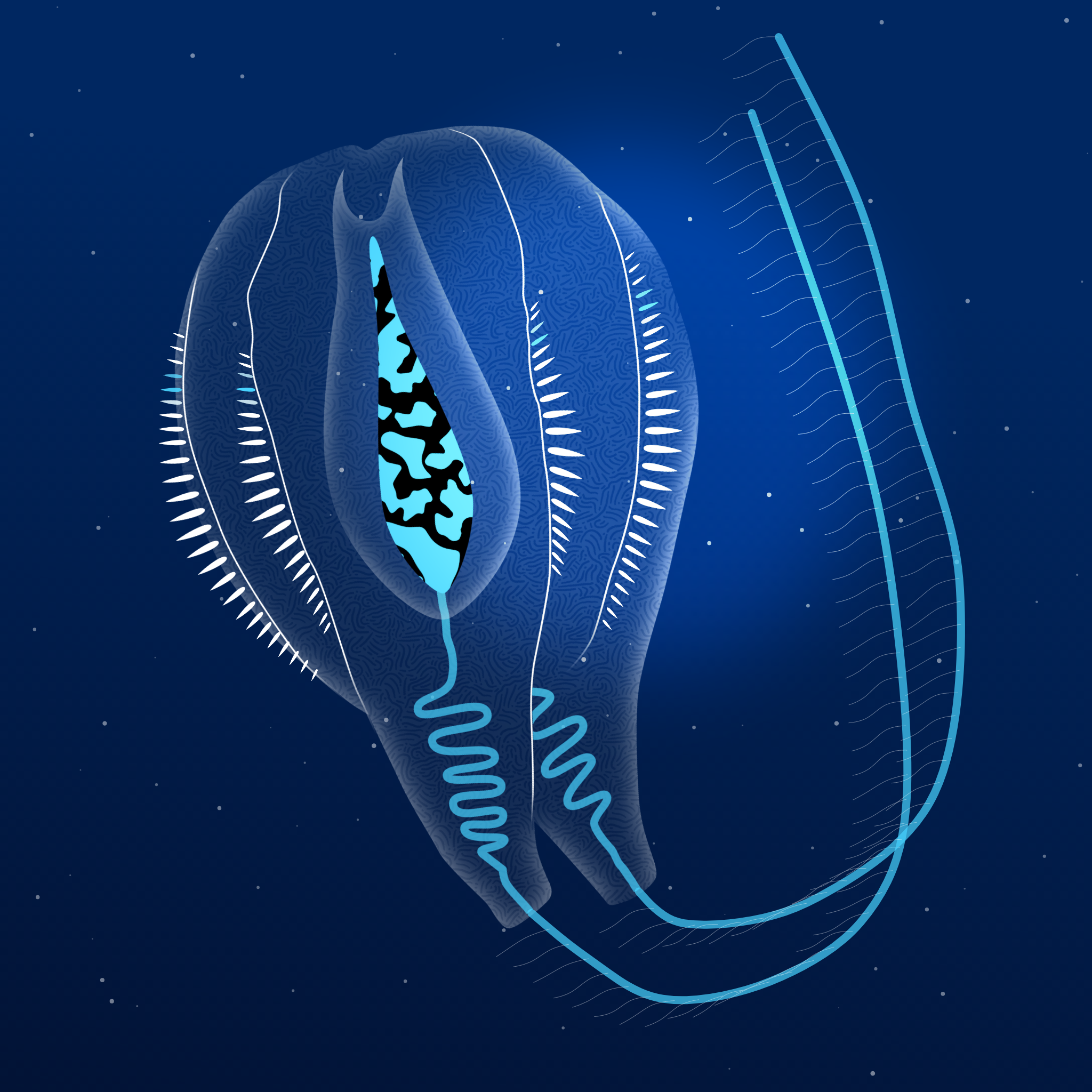 Ctenophores #4 static token preview
