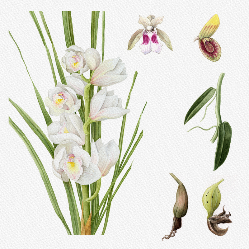 Botanical Illustration - Orchids 1 #22 static token preview