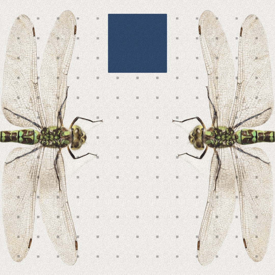 Dragonfly #2 static token preview
