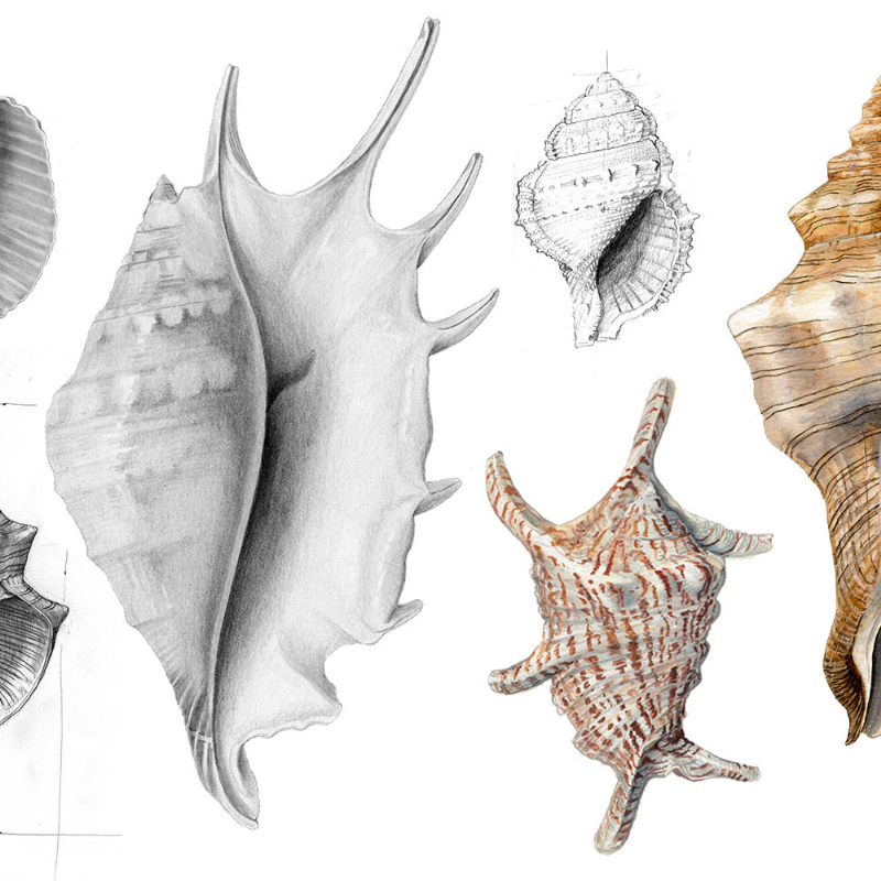 Malacology #7 static token preview