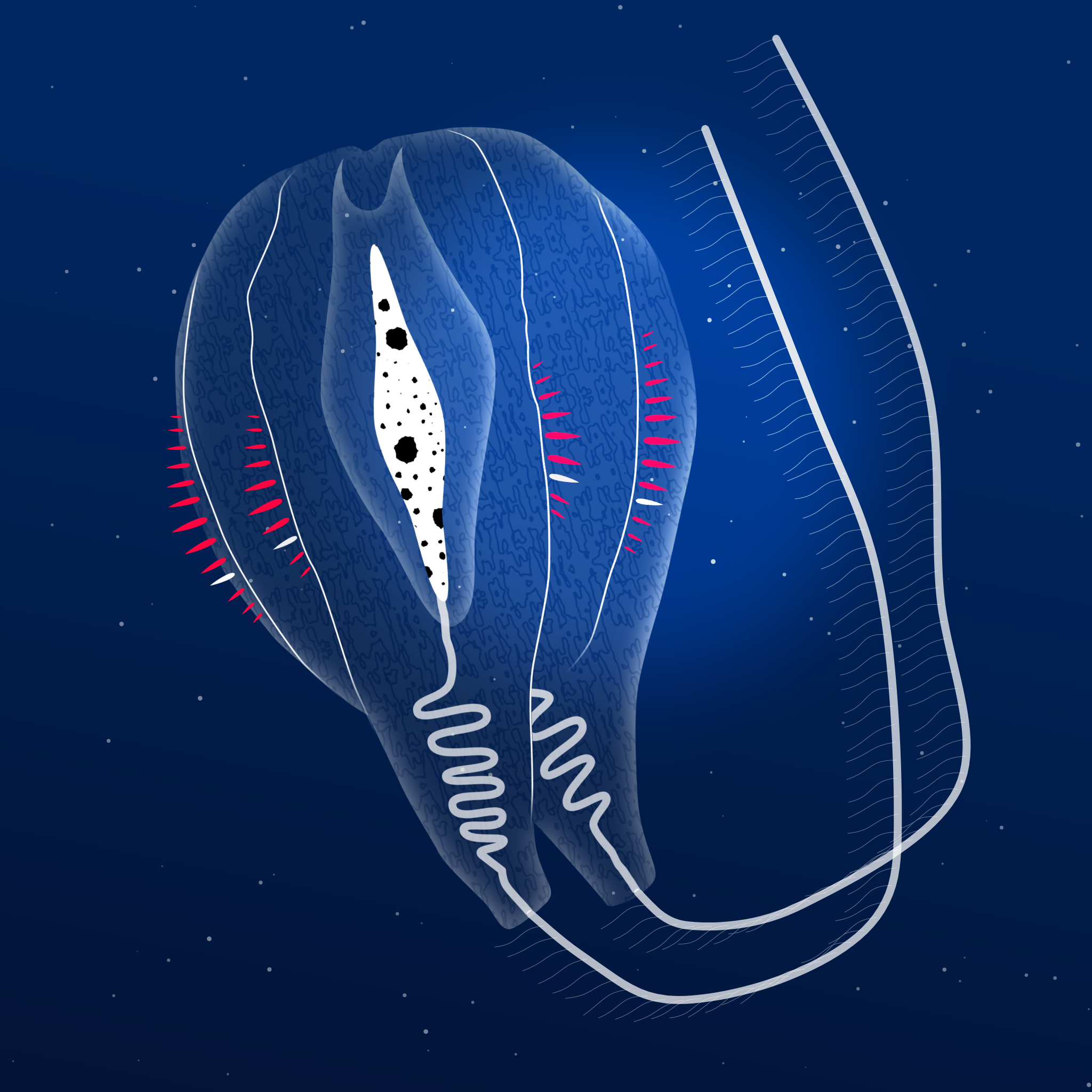 Ctenophores #2 static token preview