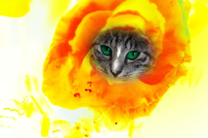 Flowering Cat #2 static token preview