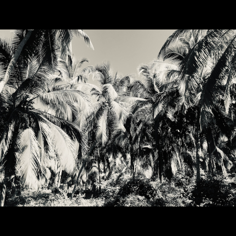 Palms (2022) #2 static token preview