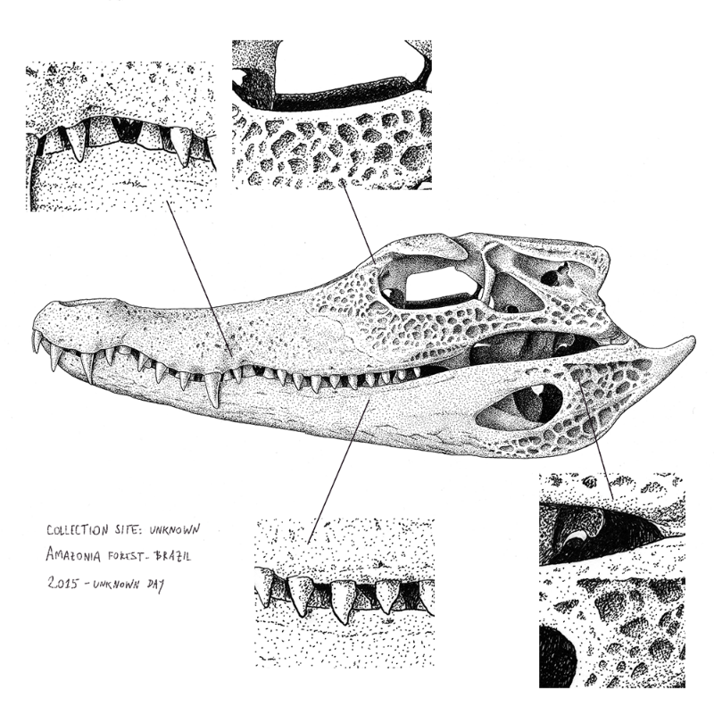 Paleosuchus trigonatus (skull) #9 static token preview