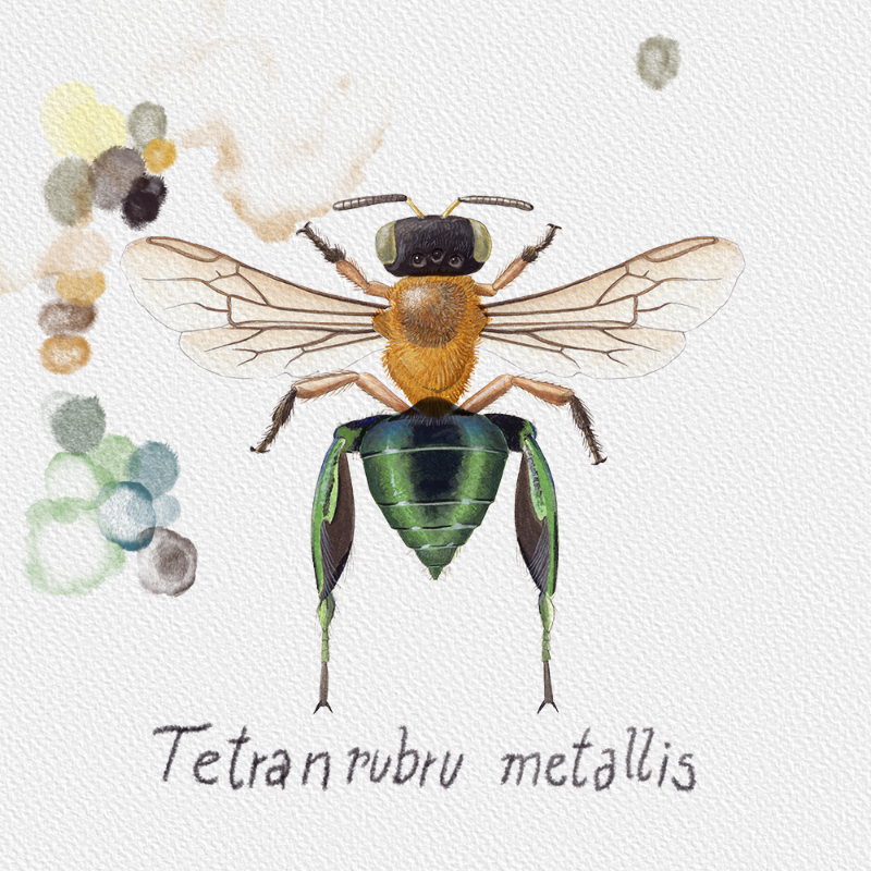 Randomic Brazilian Bees #3 static token preview