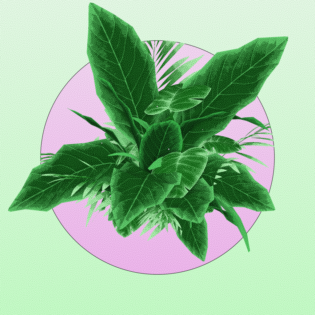 Botany #182 static token preview