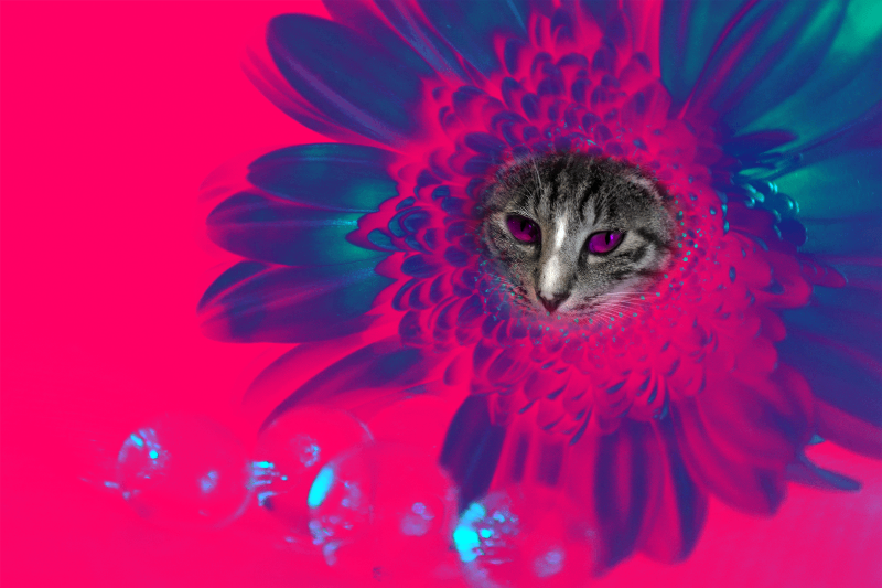Flowering Cat #17 static token preview