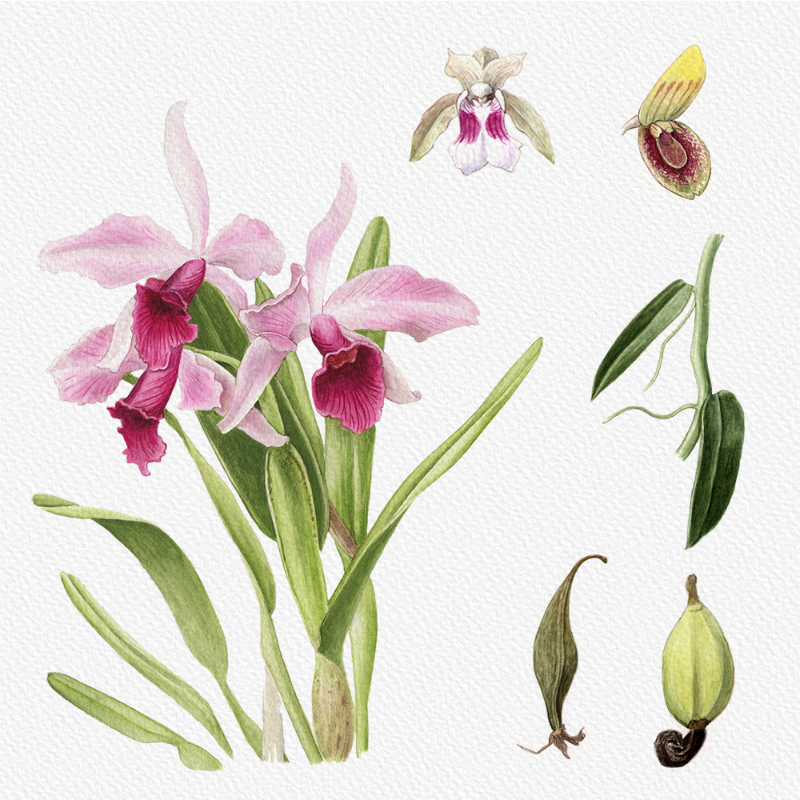 Botanical Illustration - Orchids 1 #14 static token preview