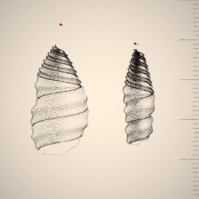 Two Specimen #341 static token preview