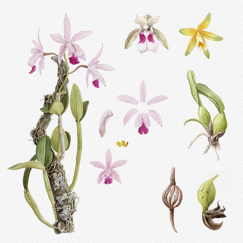 Botanical Illustration - Orchids 1 #15 static token preview