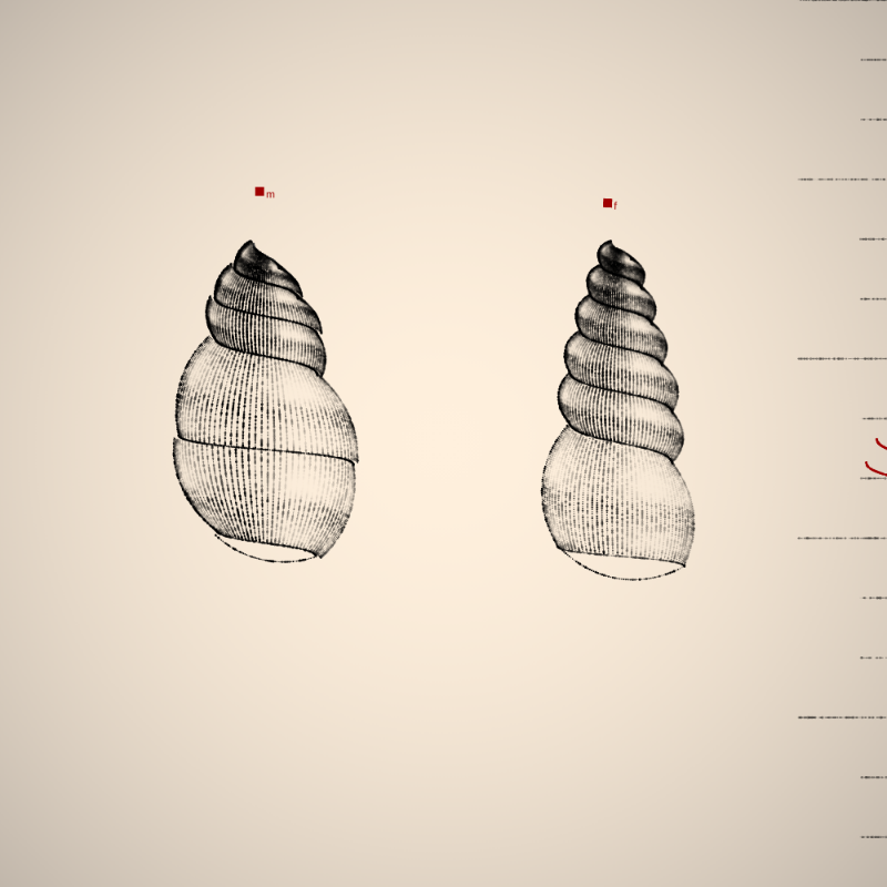 Two Specimen #19 static token preview