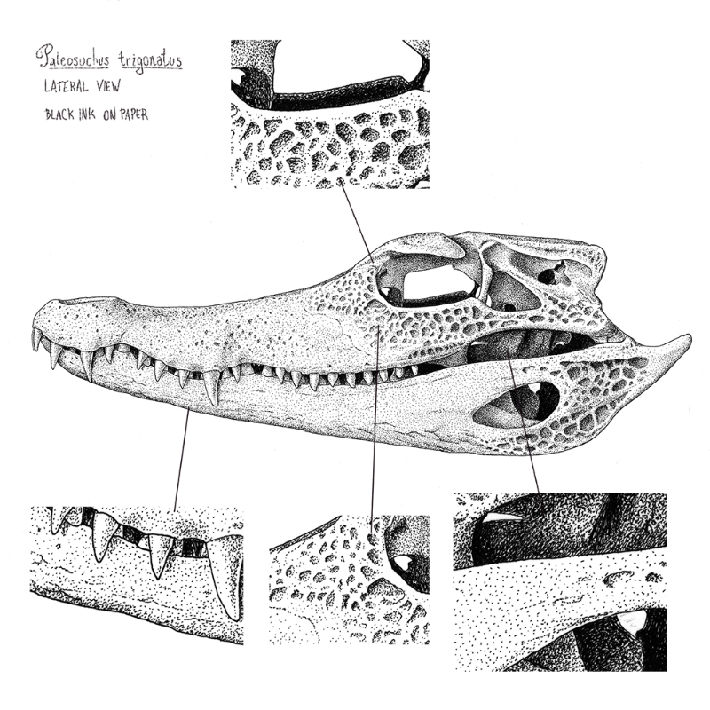 Paleosuchus trigonatus (skull) #23 static token preview