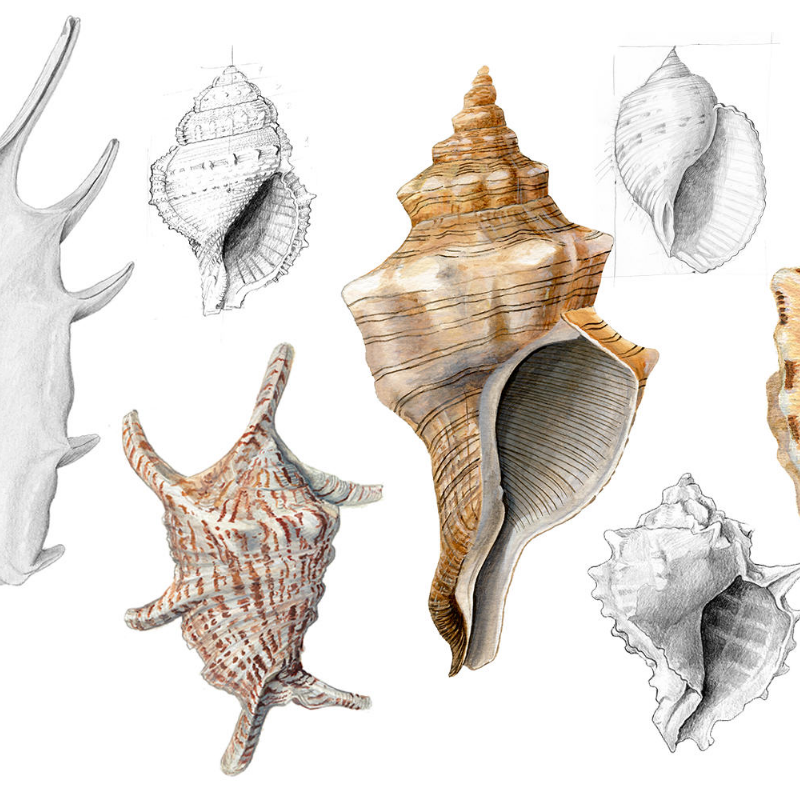 Malacology #2 static token preview