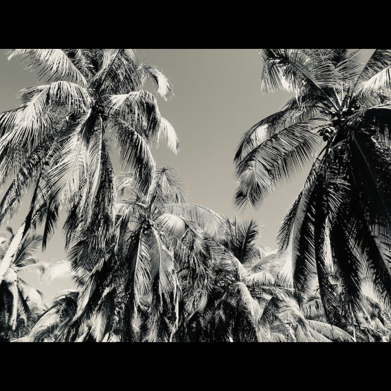 Palms (2022) #5 static token preview