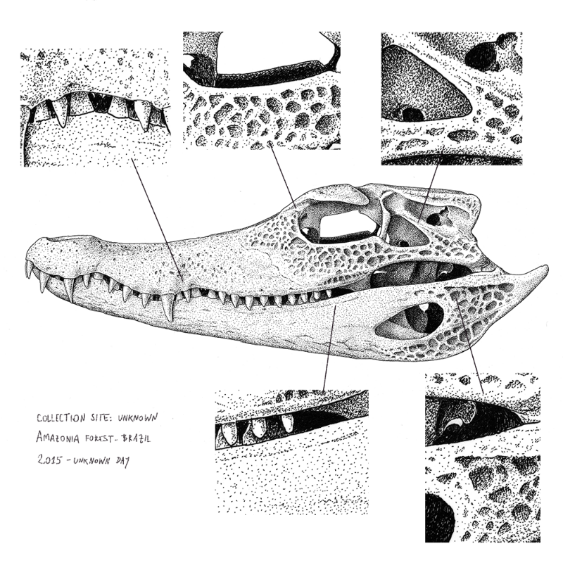 Paleosuchus trigonatus (skull) #11 static token preview