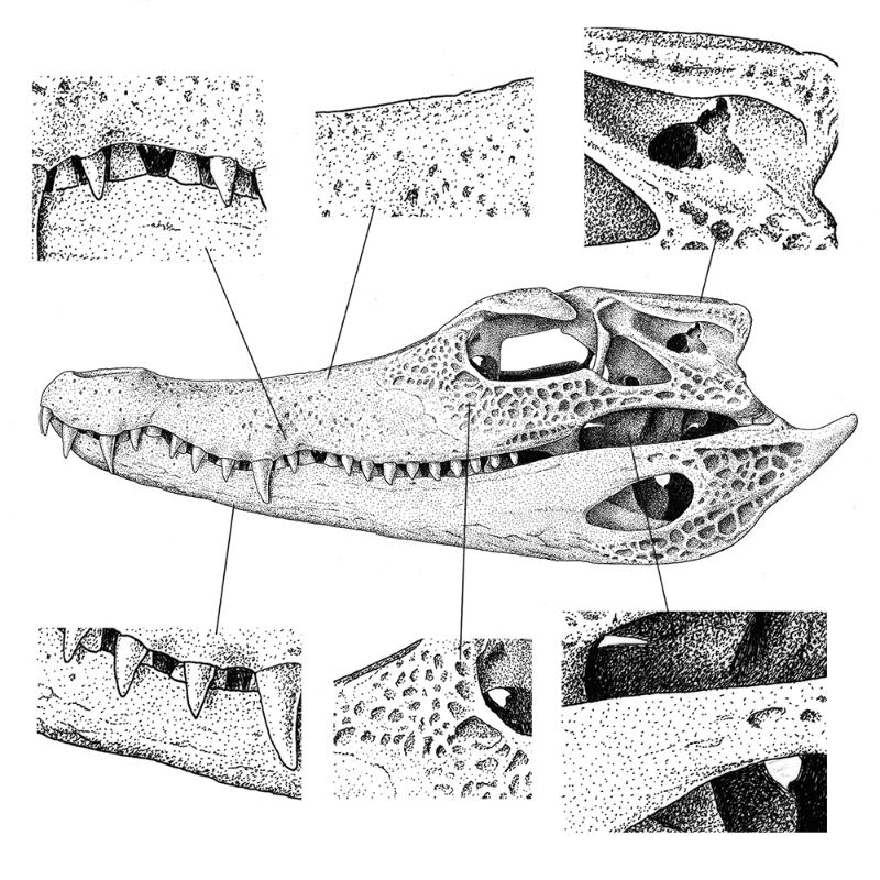 Paleosuchus trigonatus (skull) #4 static token preview
