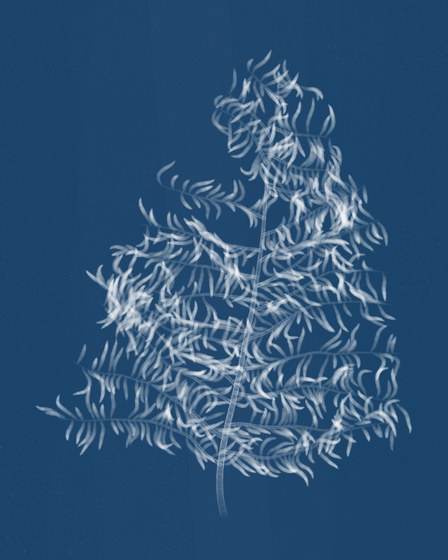 Cyanotypes #2 static token preview