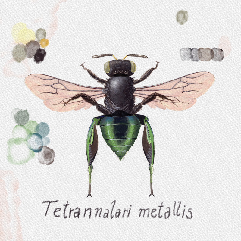 Randomic Brazilian Bees #9 static token preview