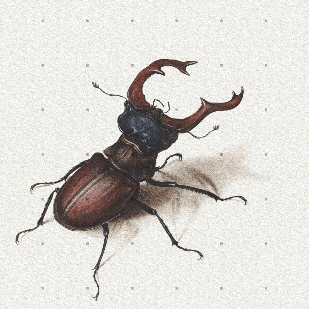 Beetle #6 static token preview