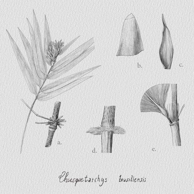 Botanical Illustration - Bambusoideae 1 #7 static token preview