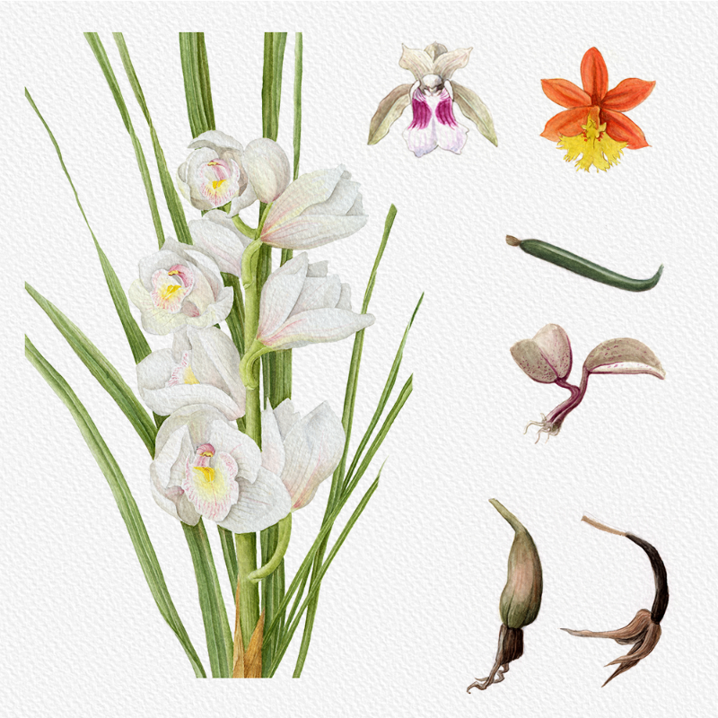 Botanical Illustration - Orchids 1 #12 static token preview