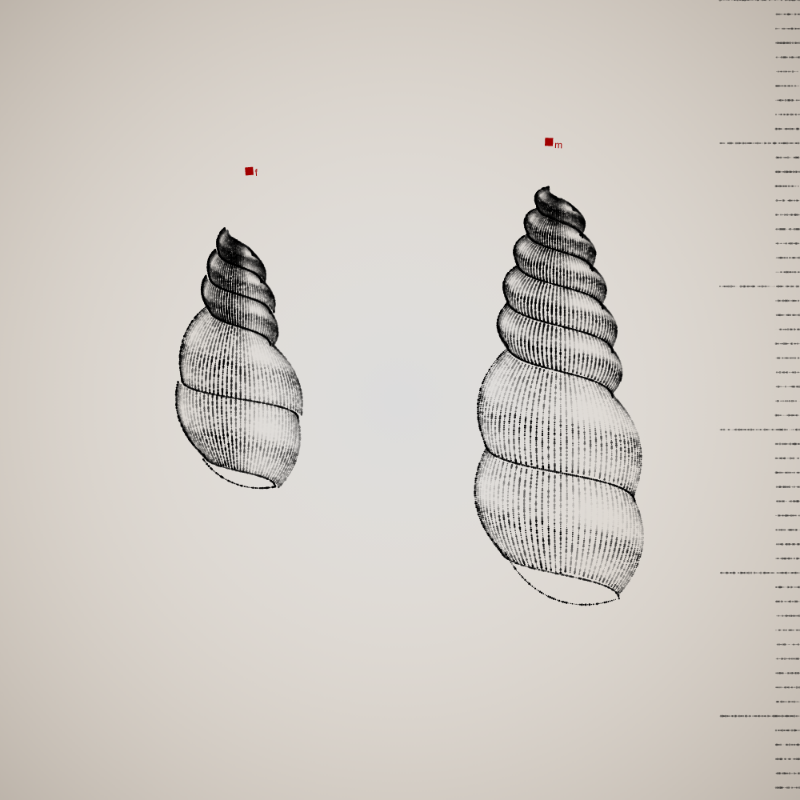 Two Specimen #167 static token preview