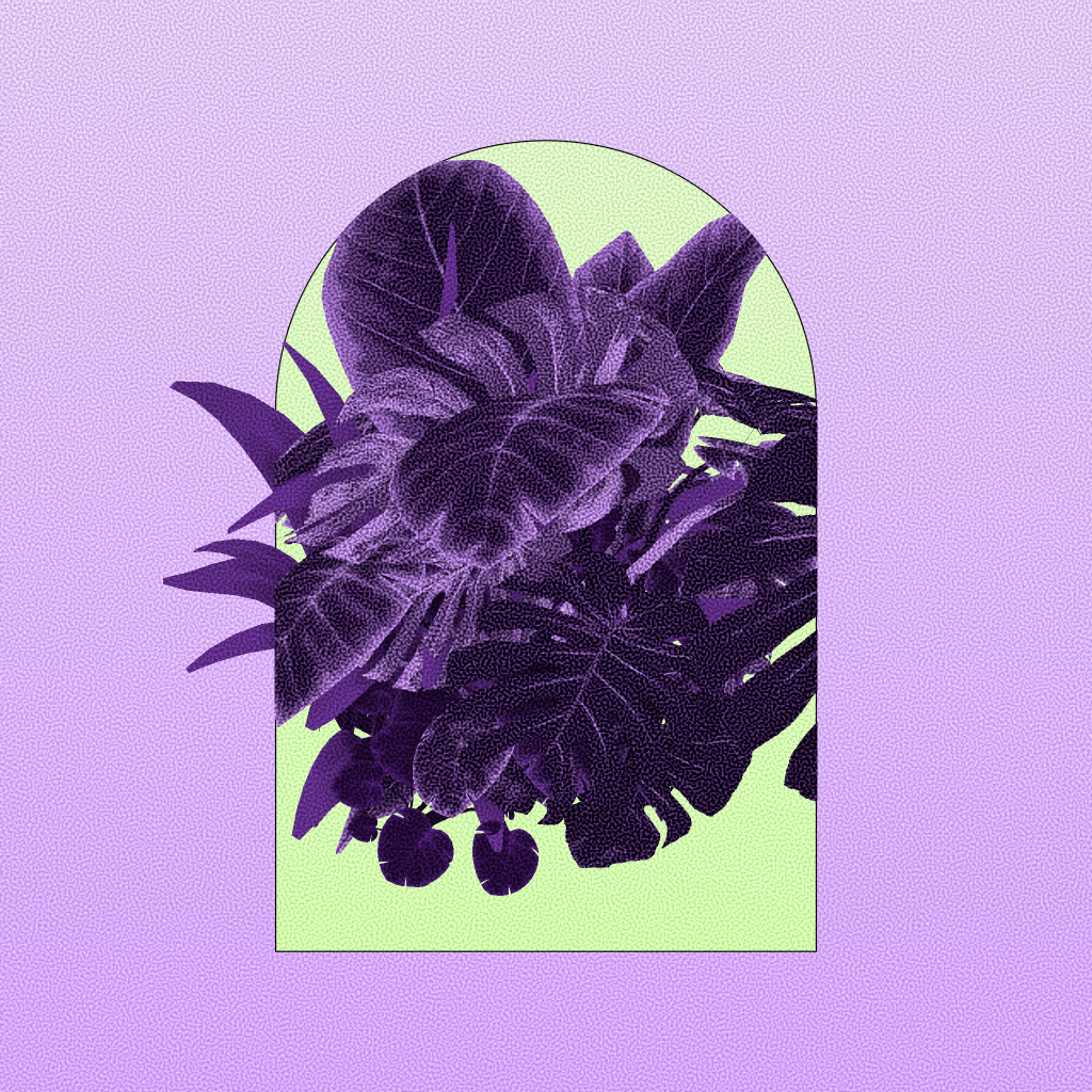 Botany #18 static token preview