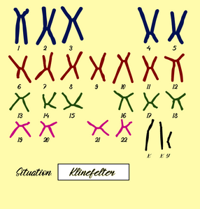 "Karyotype" project preview
