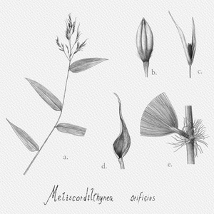 Botanical Illustration - Bambusoideae 1 project preview