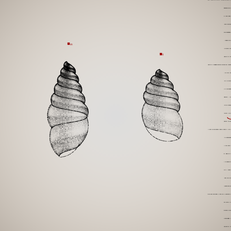 Two Specimen #389 static token preview