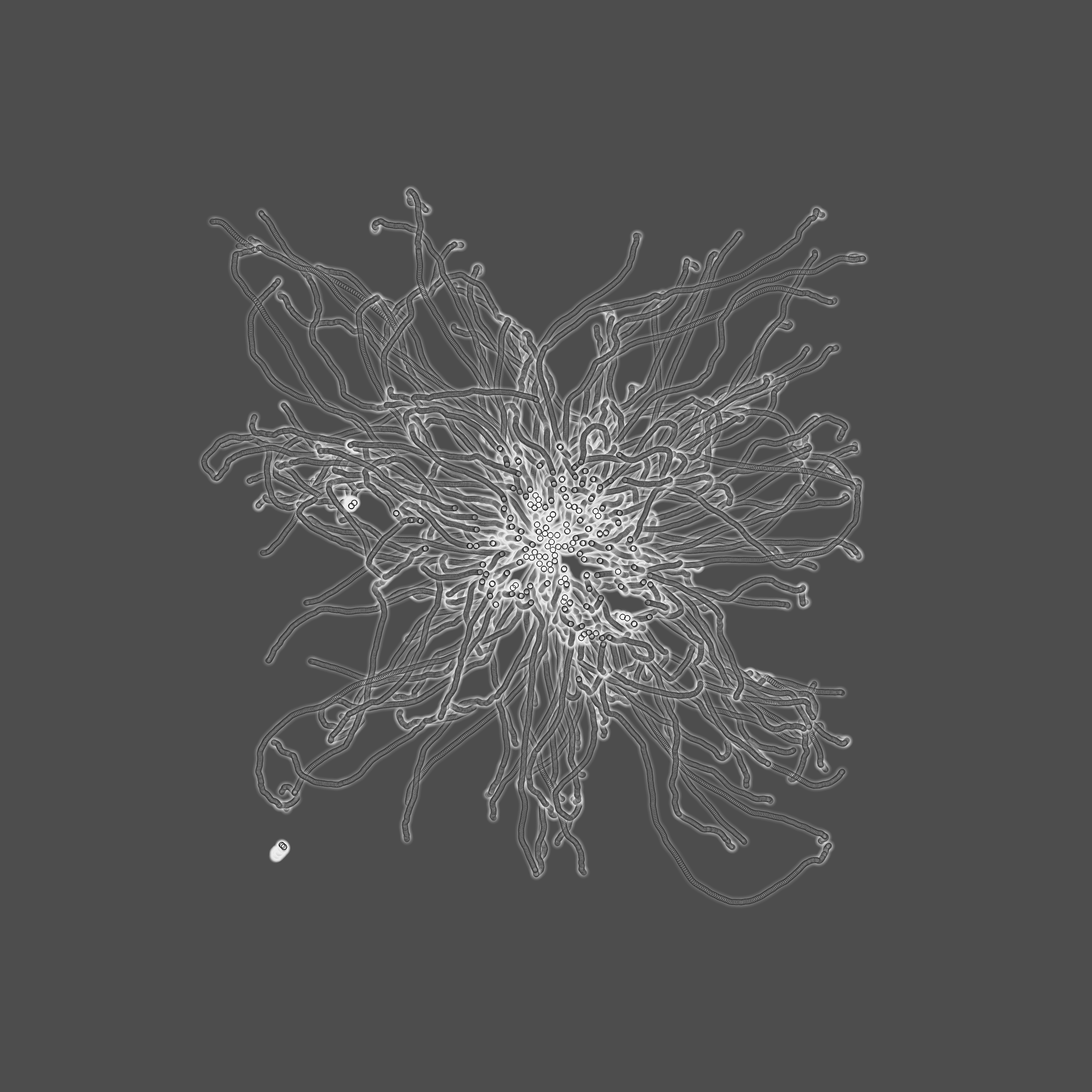 grey fungi wisdom #12 static token preview