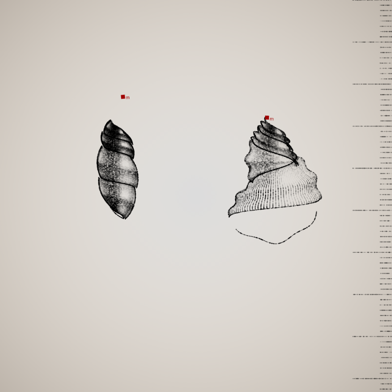 Two Specimen #12 static token preview