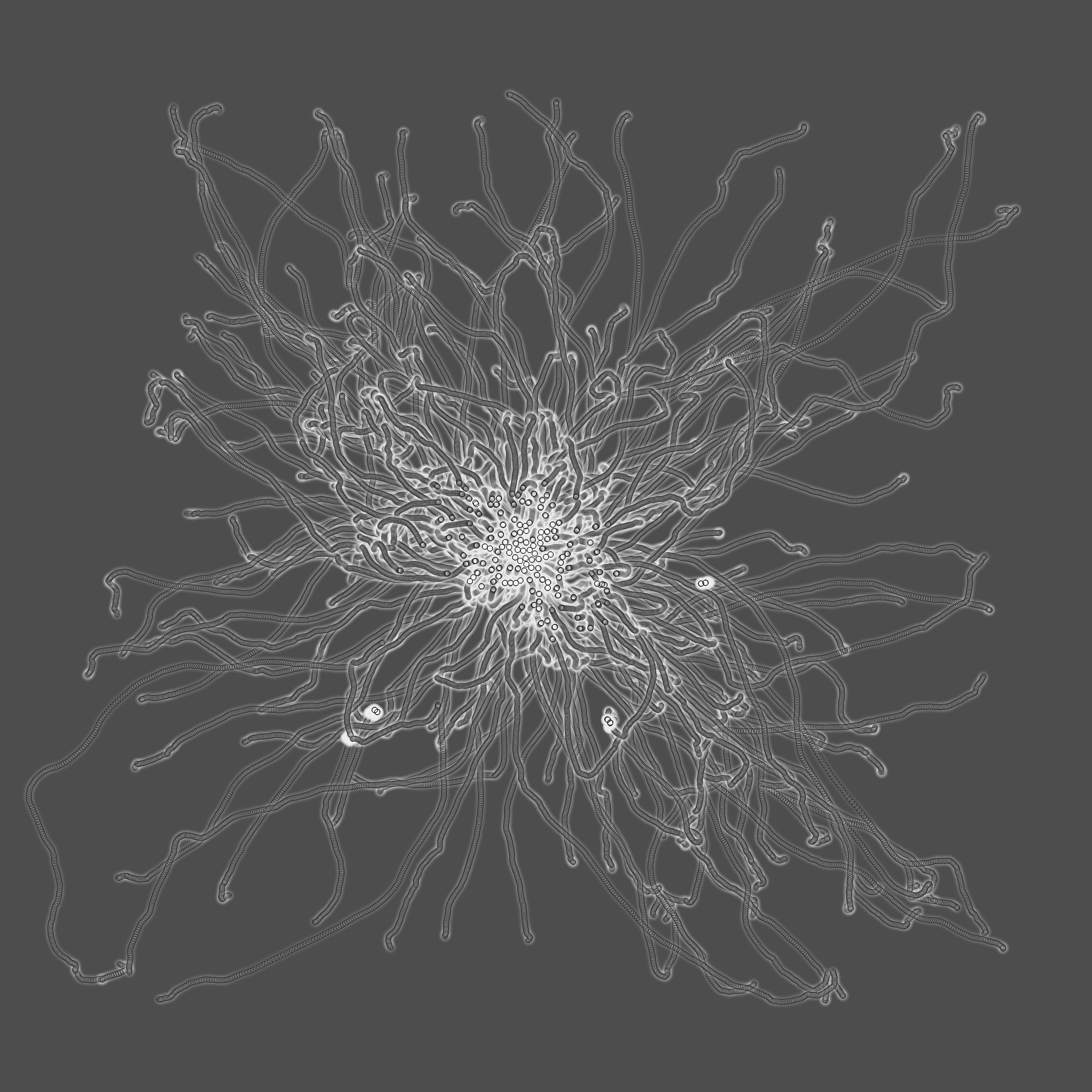 grey fungi wisdom #13 static token preview