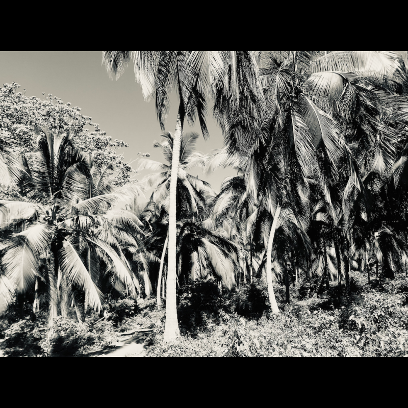 Palms (2022) #8 static token preview
