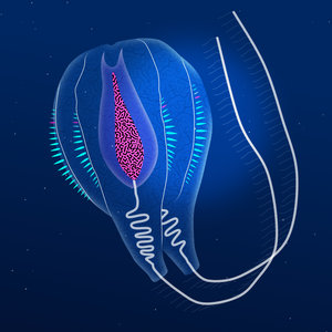 Ctenophores project preview