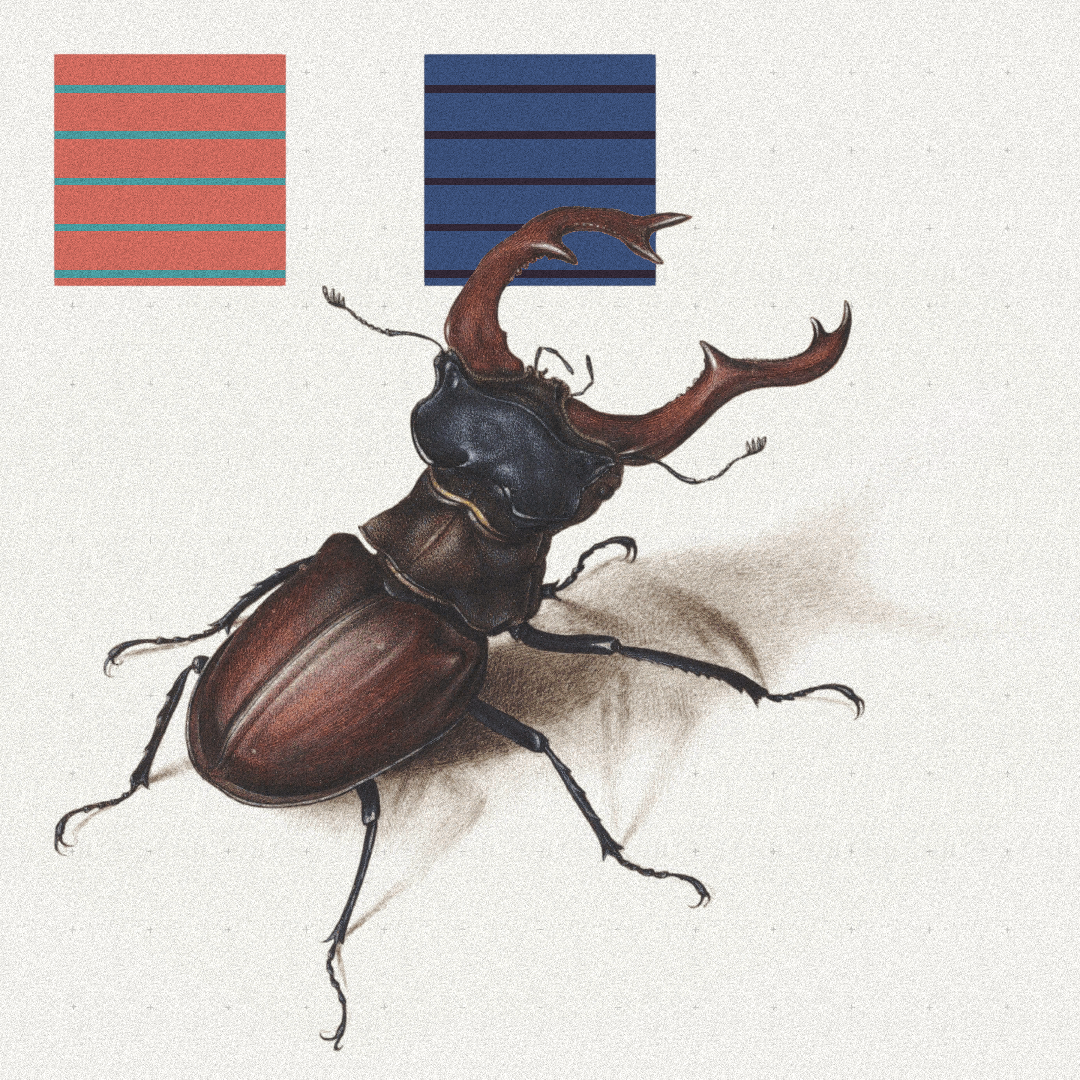 Beetle #2 static token preview