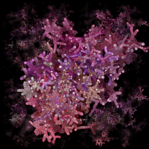 Corals of the sea project preview