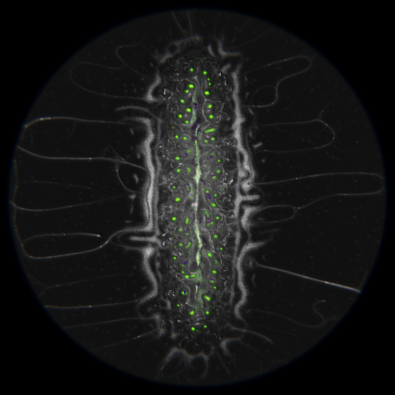 Ethereal Microcosm #251 static token preview